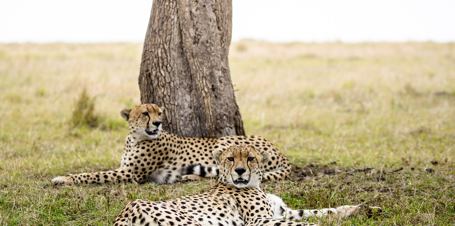 Kenya & Tanzania Wildlife
